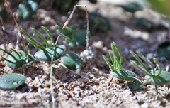 Eriospermum proliferum