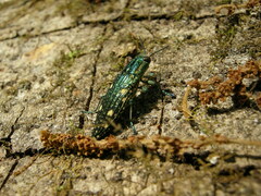Nipponobuprestis amabilis