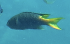 Neopomacentrus azysron