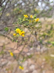 Eutaxia diffusa