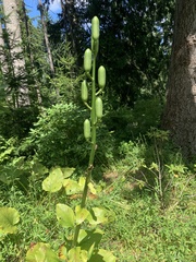 Cardiocrinum