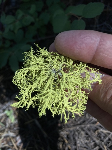 iNaturalist observation photo of Wolf Lichens