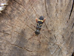 Cyrtoclytus caproides