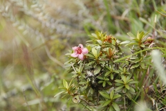 Rhododendron lepidotum