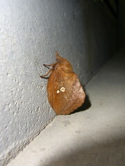 Euthrix albomaculata