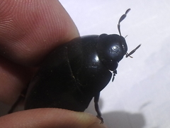 Hydrophilus ovatus