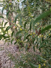 Acacia rostriformis