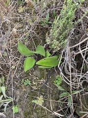 Eriospermum dielsianum