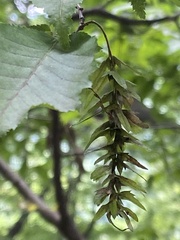 Carpinus cordata
