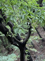 Carpinus cordata