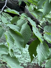 Carpinus cordata