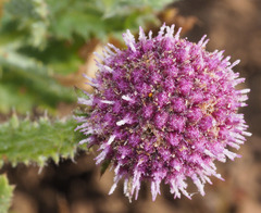 Sphaeranthus indicus