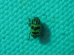 Cryptocephalus leucomelas