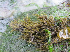 Stephanocystis geminata