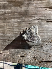 Catocala semirelicta