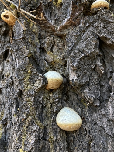 iNaturalist observation photo of Veiled Polypore