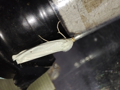 Coscinia chrysocephala