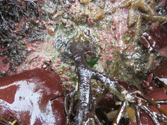 Stephanocystis geminata