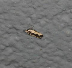 Ardozyga catarrhacta