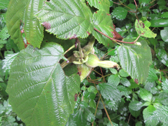 Corylus sieboldiana
