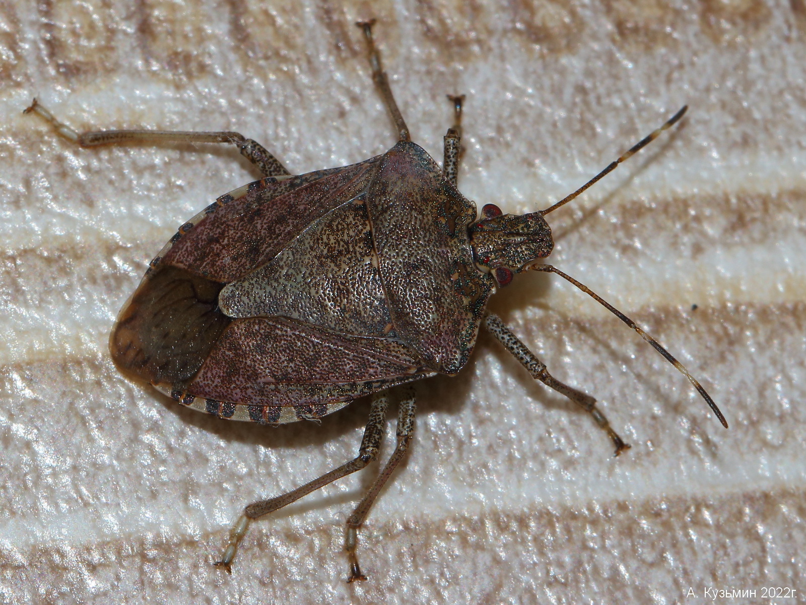 Коричневый Мраморный Щитник (Halyomorpha halys)