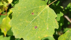 Aceria varia