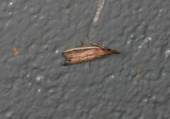 Emmalocera callirrhoda