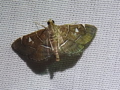 Lamprosema