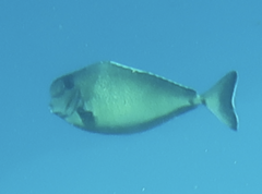 Naso tonganus