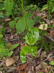 Platanthera sachalinensis