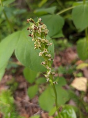 Platanthera sachalinensis