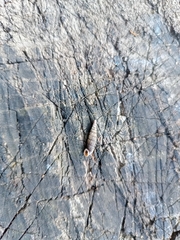 Macrogastra plicatula