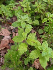 Rhododendron pentandrum