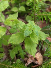 Rhododendron pentandrum