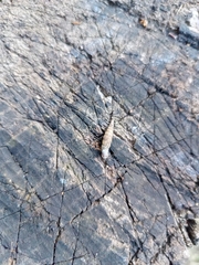 Macrogastra plicatula