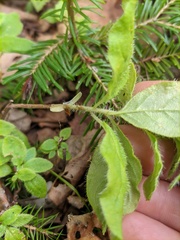 Rhododendron pentandrum