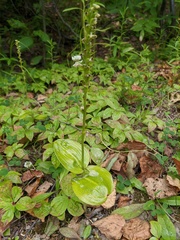 Platanthera sachalinensis