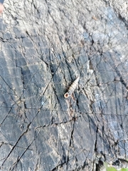 Macrogastra plicatula