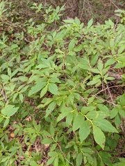 Vaccinium smallii