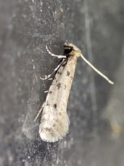 Ateliotum petrinella