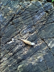 Macrogastra plicatula