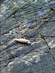 Macrogastra plicatula