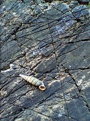 Macrogastra plicatula