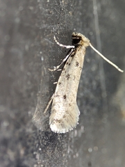 Ateliotum petrinella