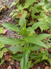 Arnica sachalinensis
