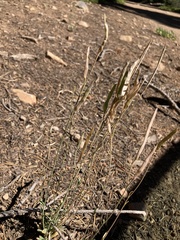 Boechera elkoensis