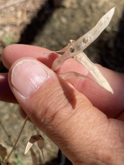 Boechera elkoensis