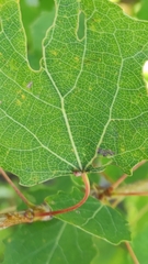 Eriophyes diversipunctatus