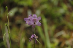 Notholirion macrophyllum