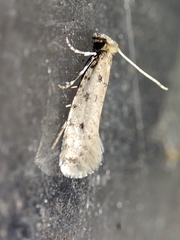 Ateliotum petrinella